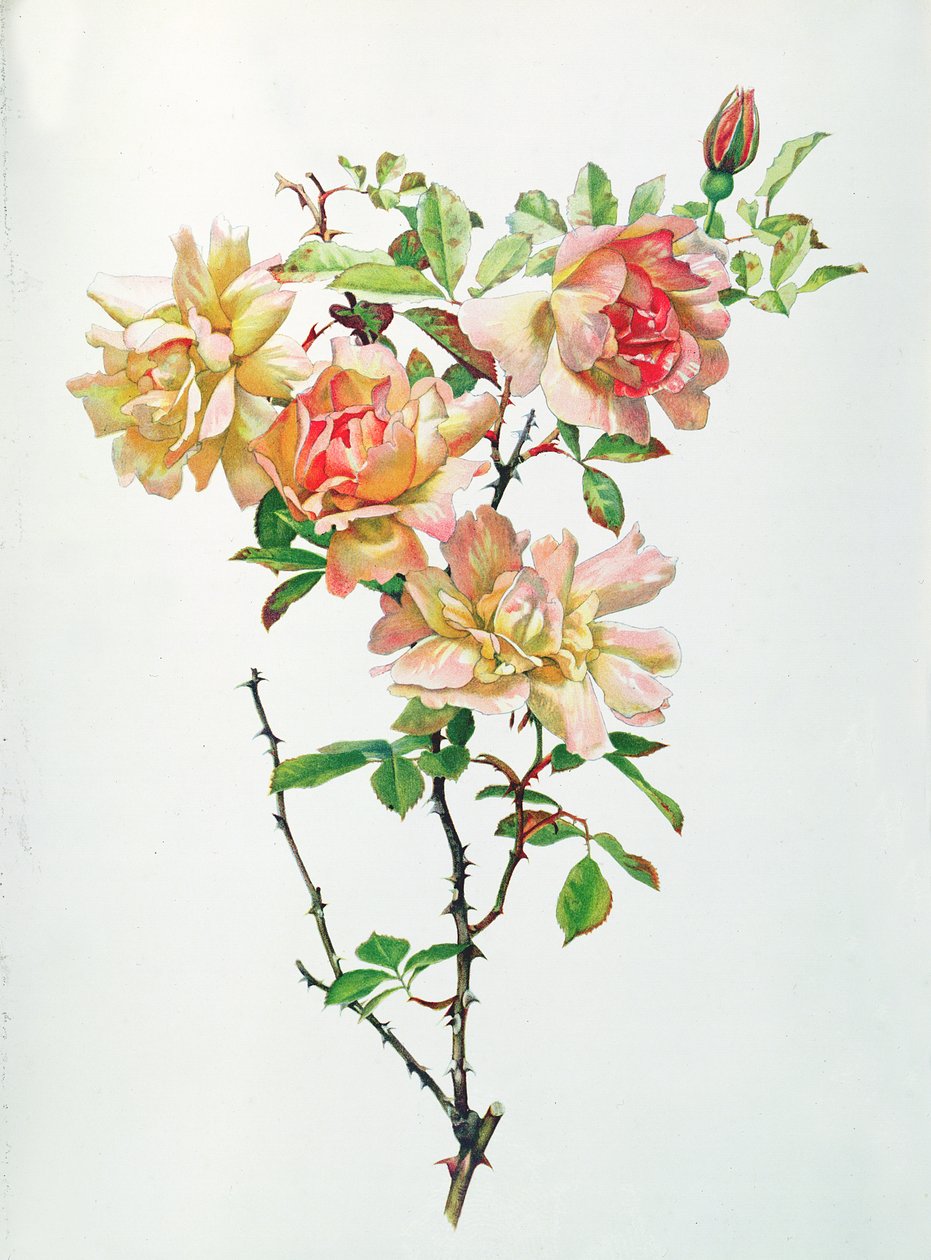 Rosa Chinensis da Alfred Parsons