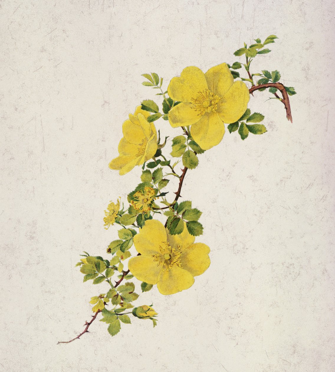 Rosa Foetida da Alfred Parsons