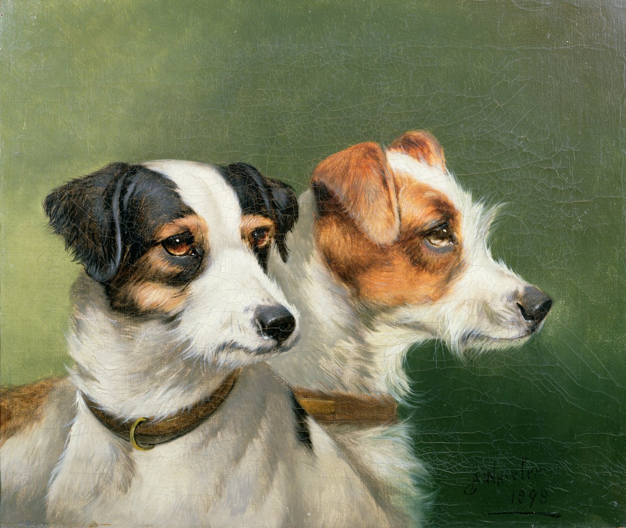 Due Fox Terrier, 1898 da John Alfred Wheeler