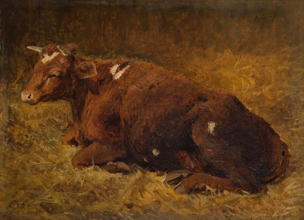 Mucca sdraiata a terra da Alfred Baker