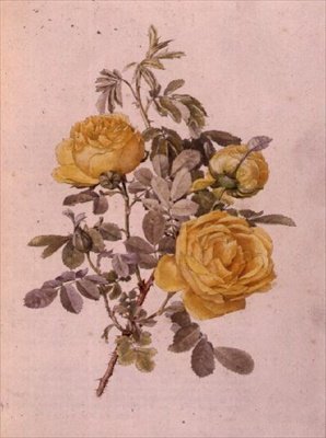 Rosa Genus, No.10, 755, c.1910 da Alfred Parsons