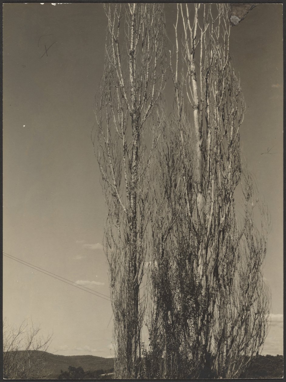 [Pioppi morenti, Lago George] da Alfred Stieglitz