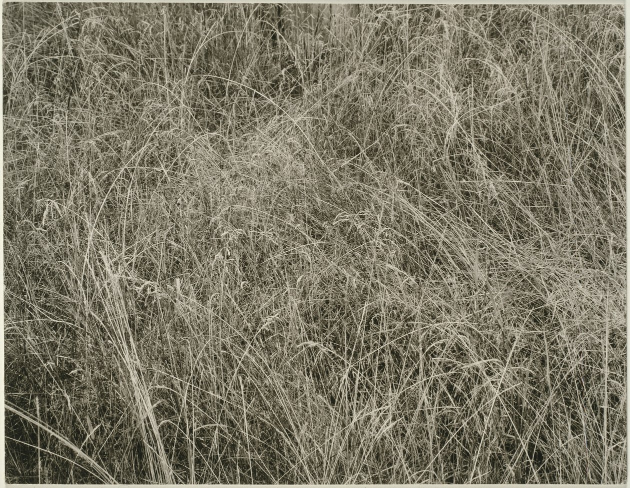Erba da Alfred Stieglitz