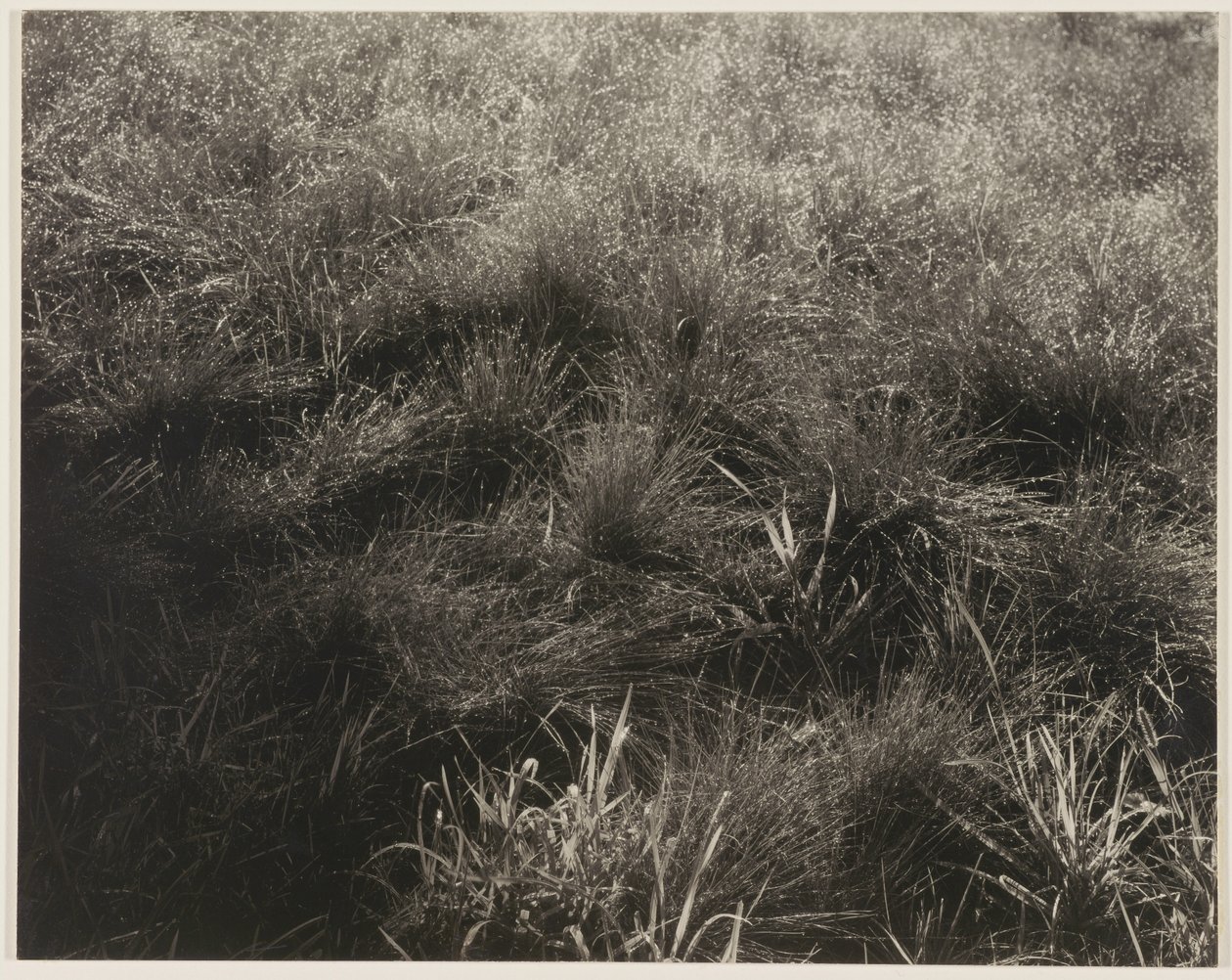 Erbe da Alfred Stieglitz