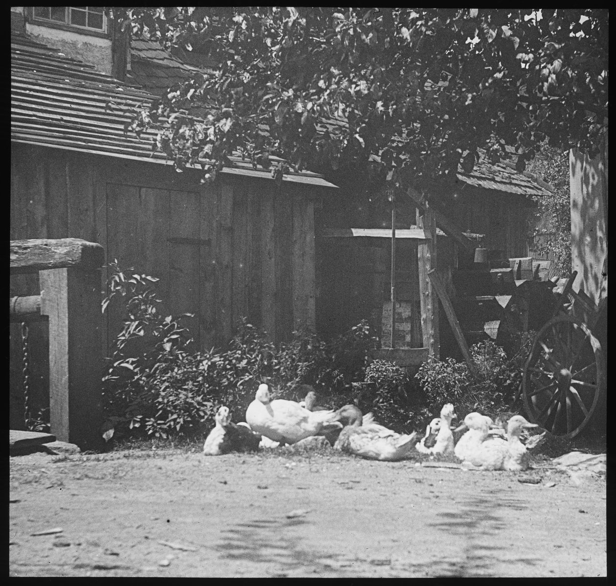 Gutach da Alfred Stieglitz