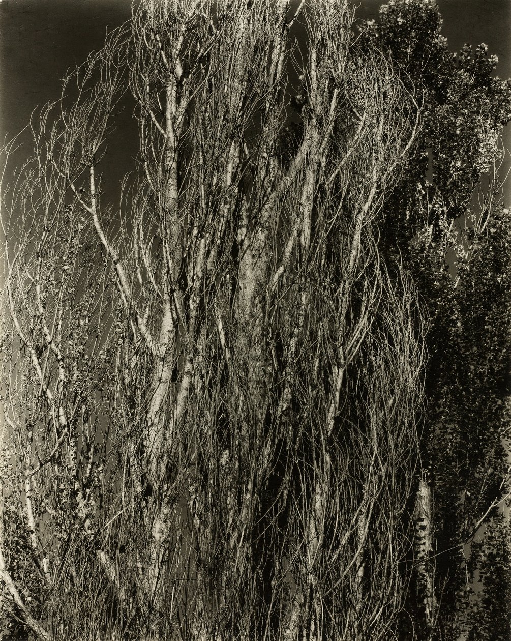 Pioppi—Lago George, 1932 da Alfred Stieglitz