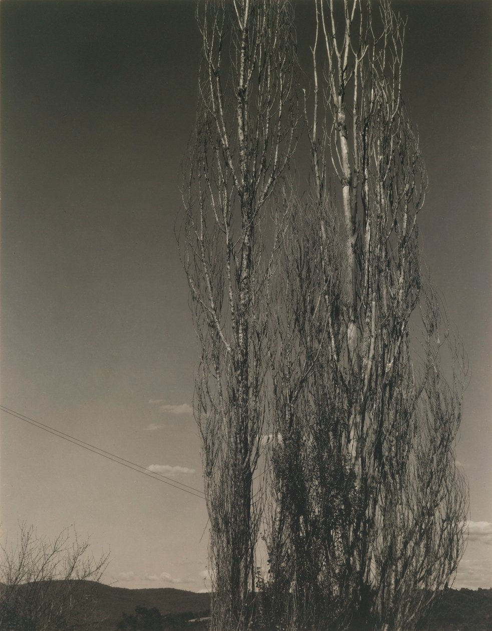 I due pioppi, Lago George da Alfred Stieglitz
