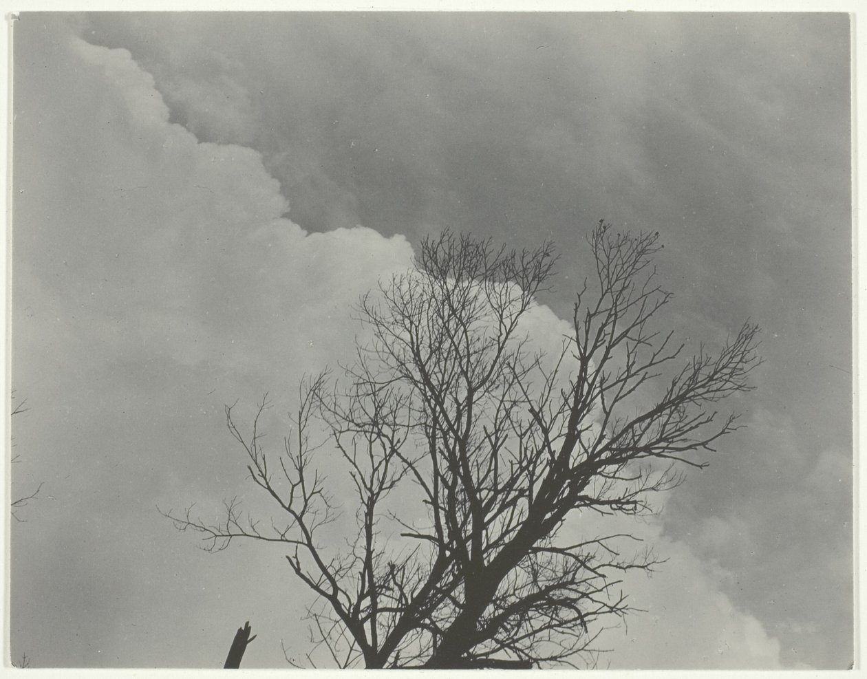 Set di alberi 3 da Alfred Stieglitz