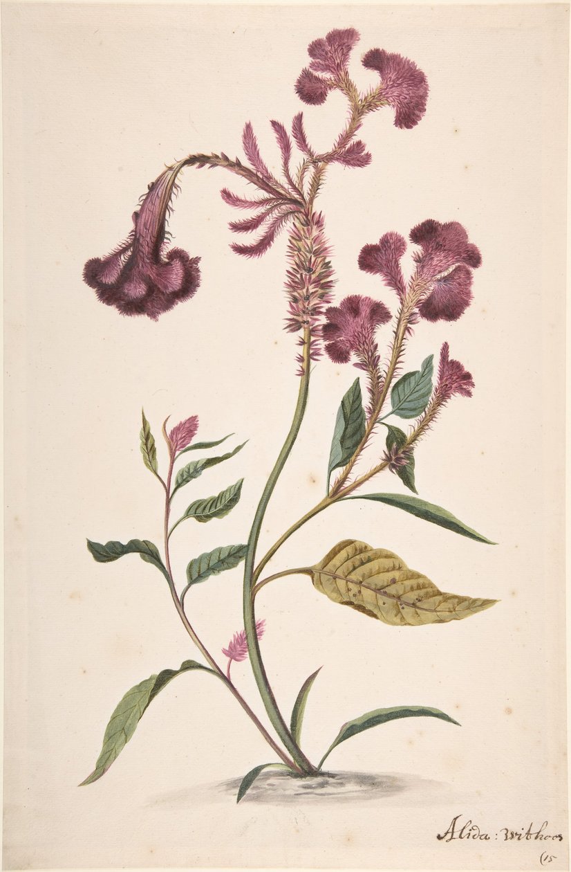 Studio di una Hanekam Celosia argentea, n.d. da Alida Withoos