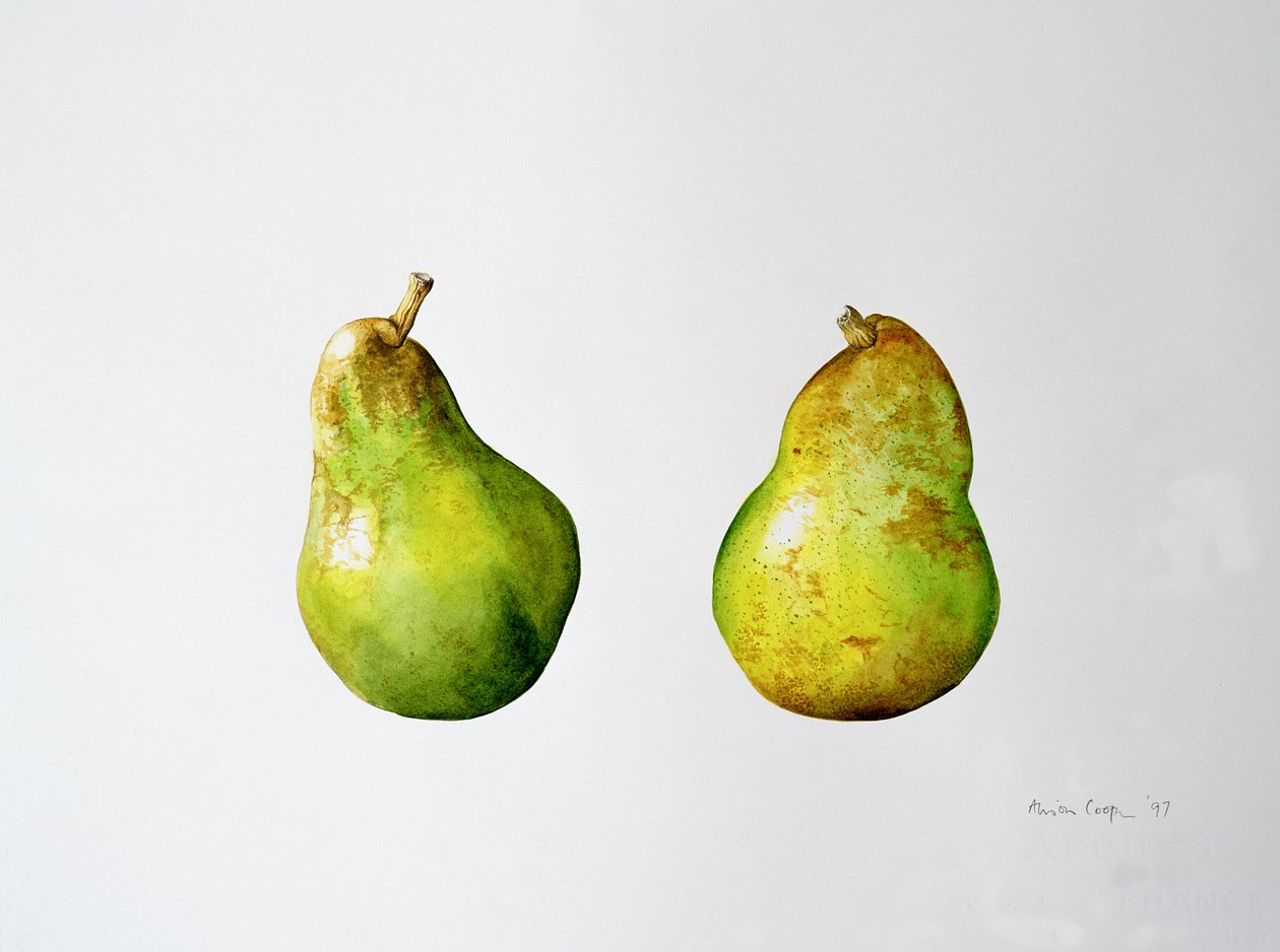 Una coppia di pere, 1997 da Alison Cooper