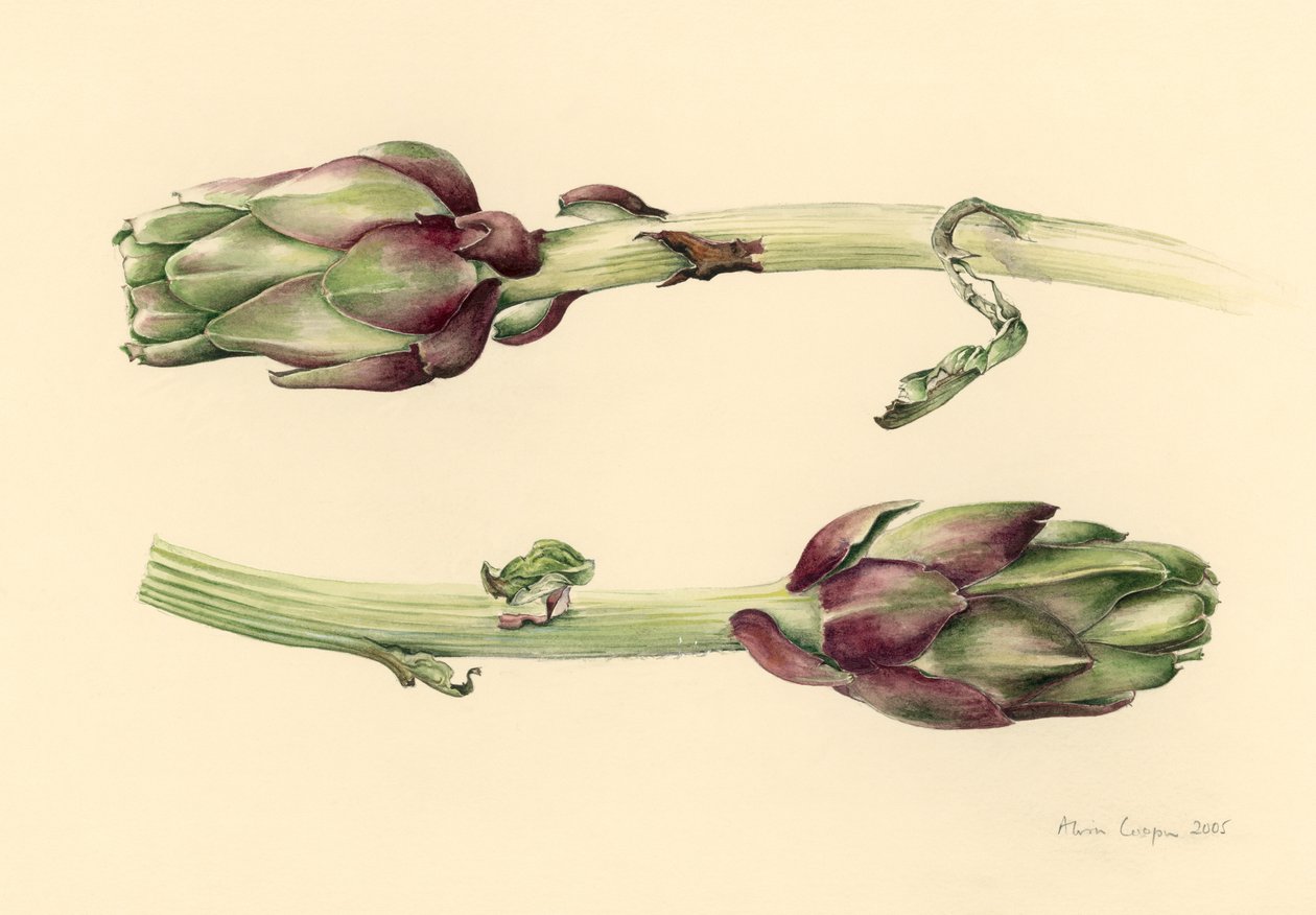 Carciofi, 2005 da Alison Cooper