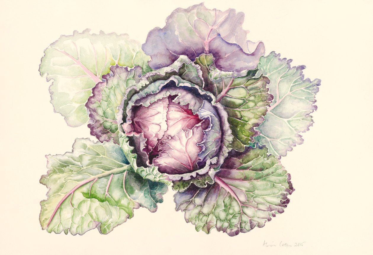 Cavolo dal mercato, 2015, acquerello da Alison Cooper
