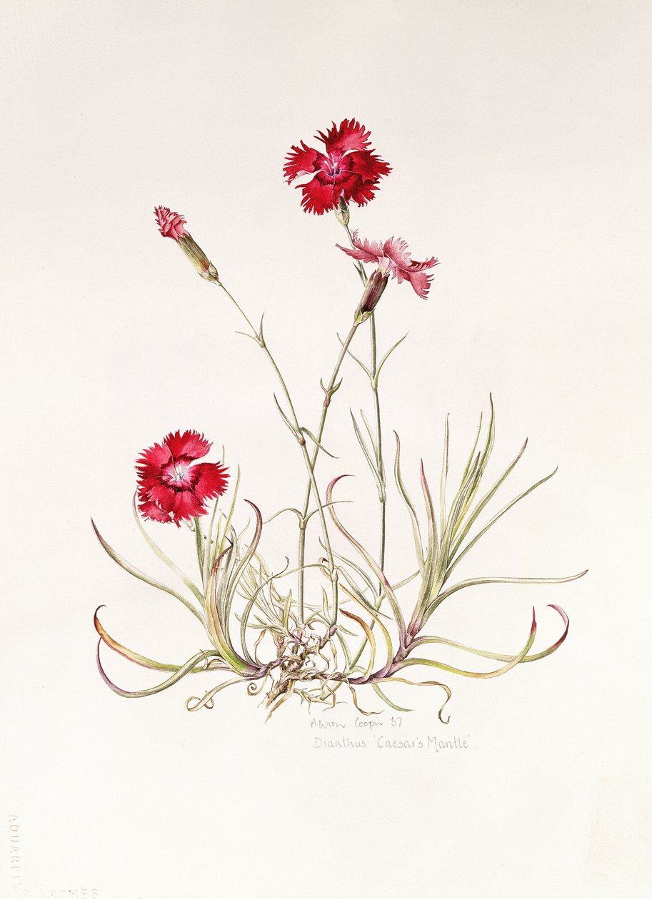 Dianthus Caesar