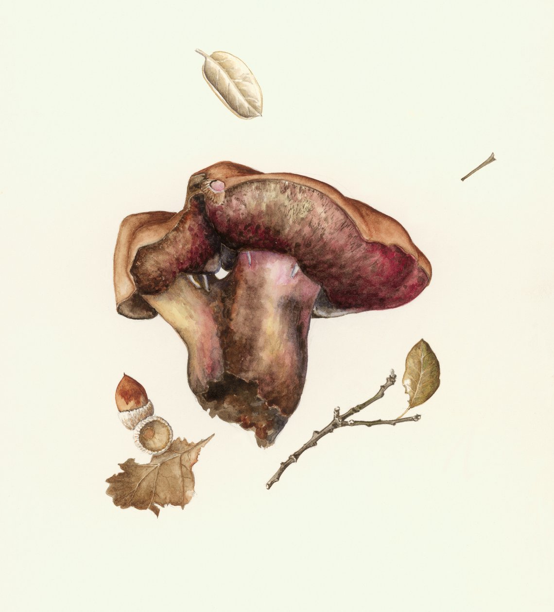 Fungo da Alison Cooper