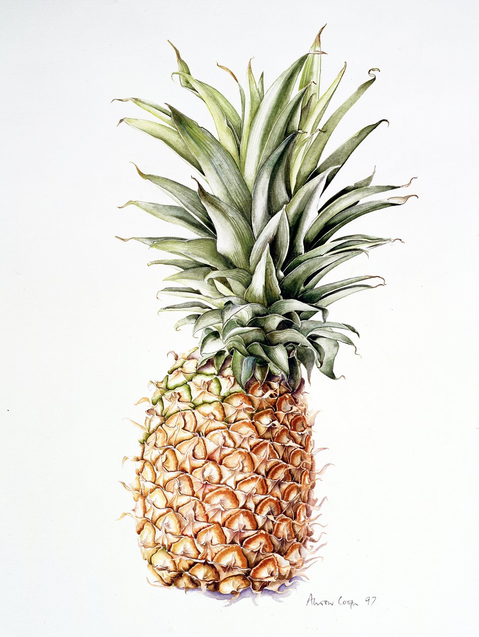 Ananas, 1997 da Alison Cooper