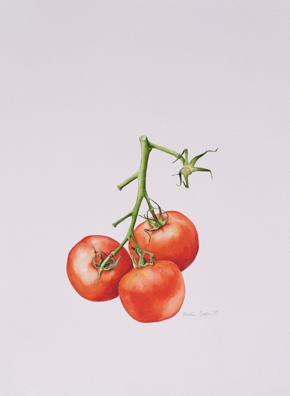 Tre pomodori sulla vite, 1997 da Alison Cooper