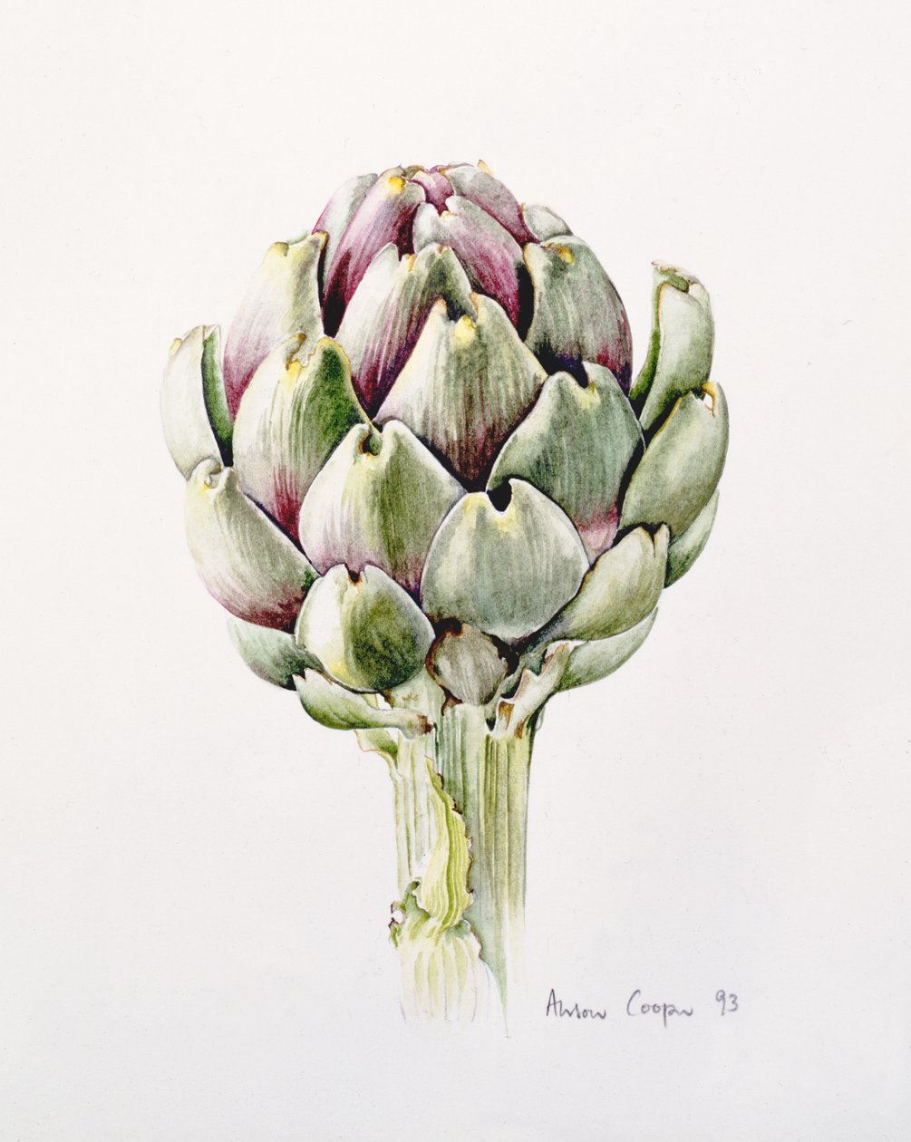 Studio di carciofo da Alison Cooper