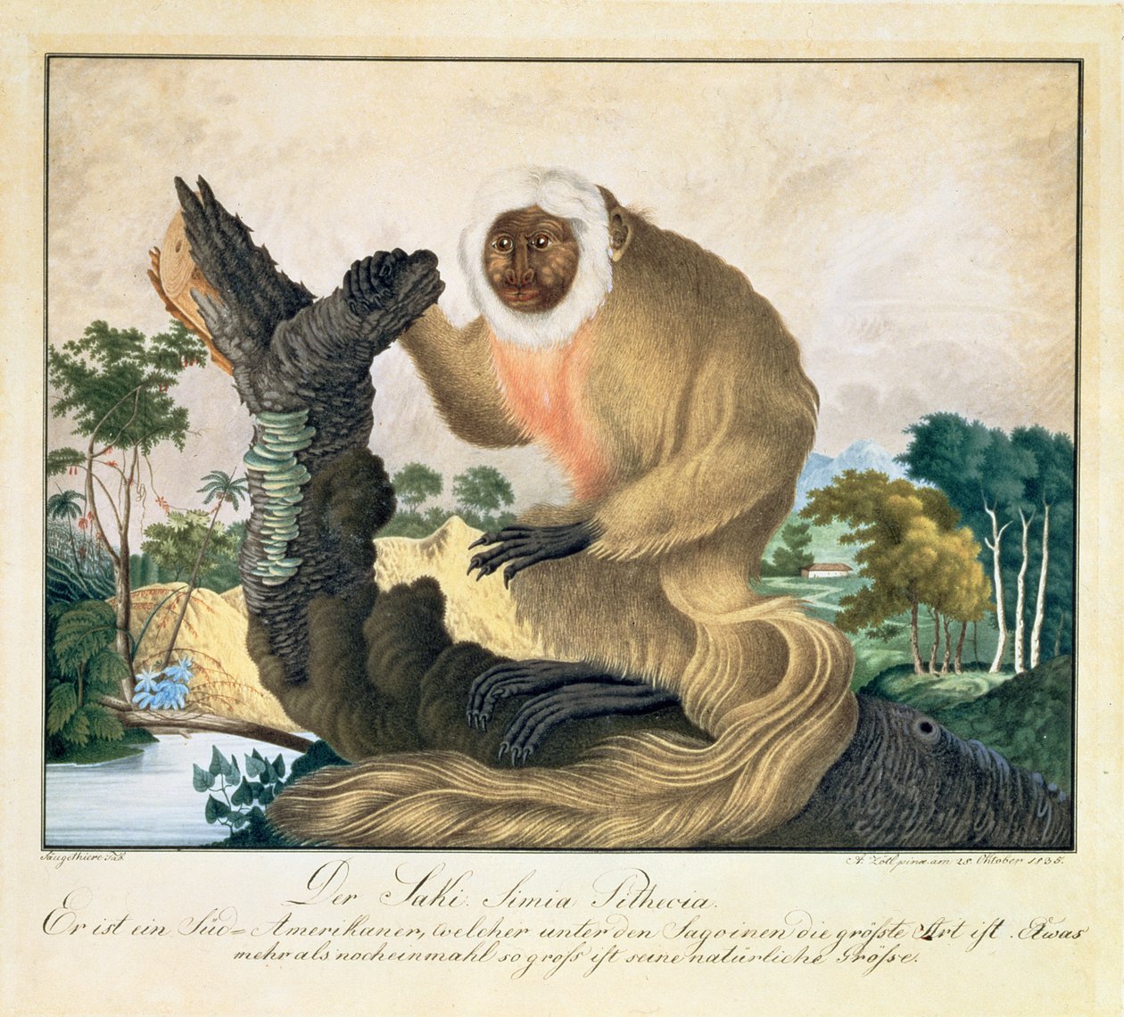 La scimmia Saki, 1835 da Aloys Zötl