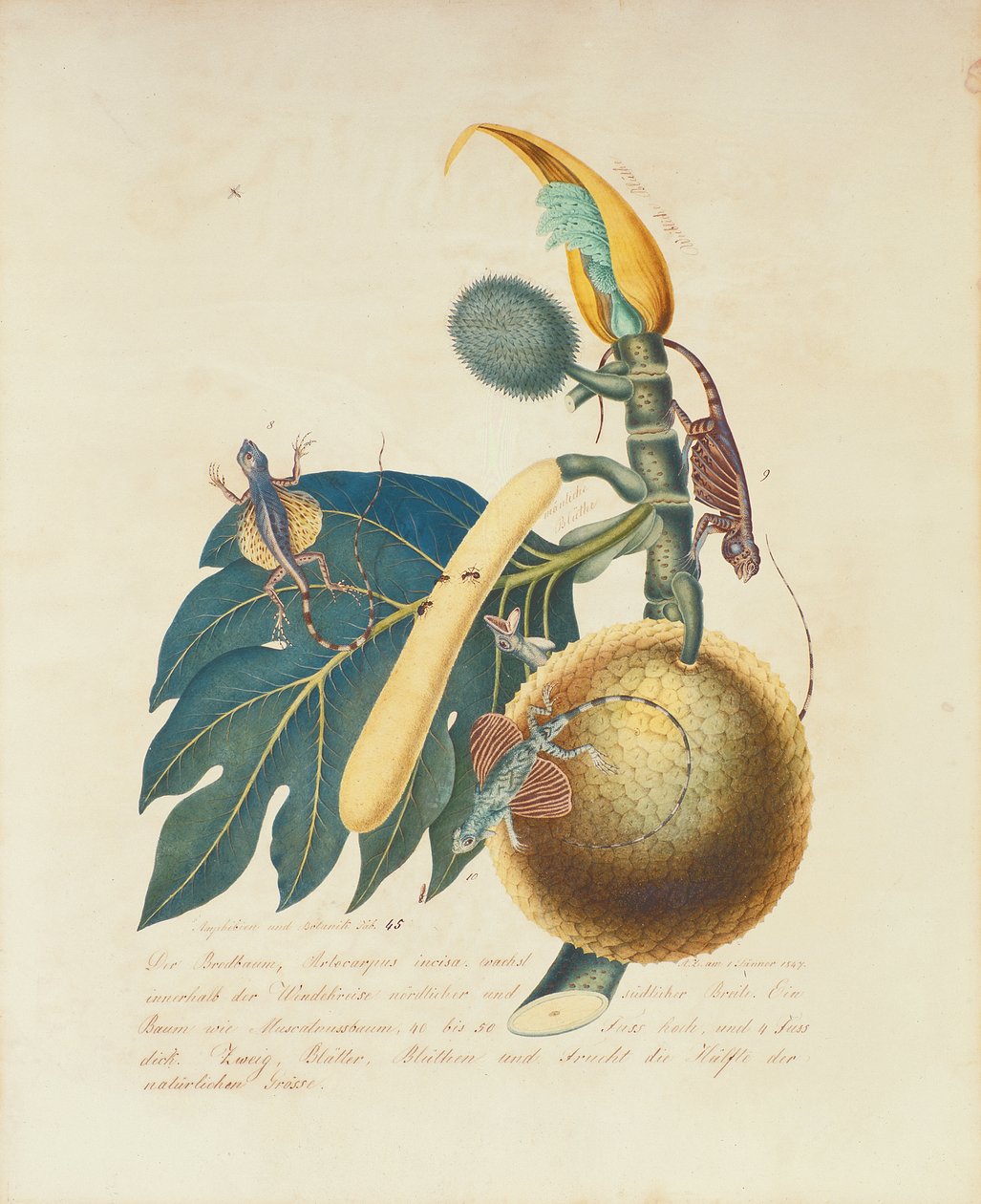 Der Broadbaum..., 1847 da Aloys Zötl