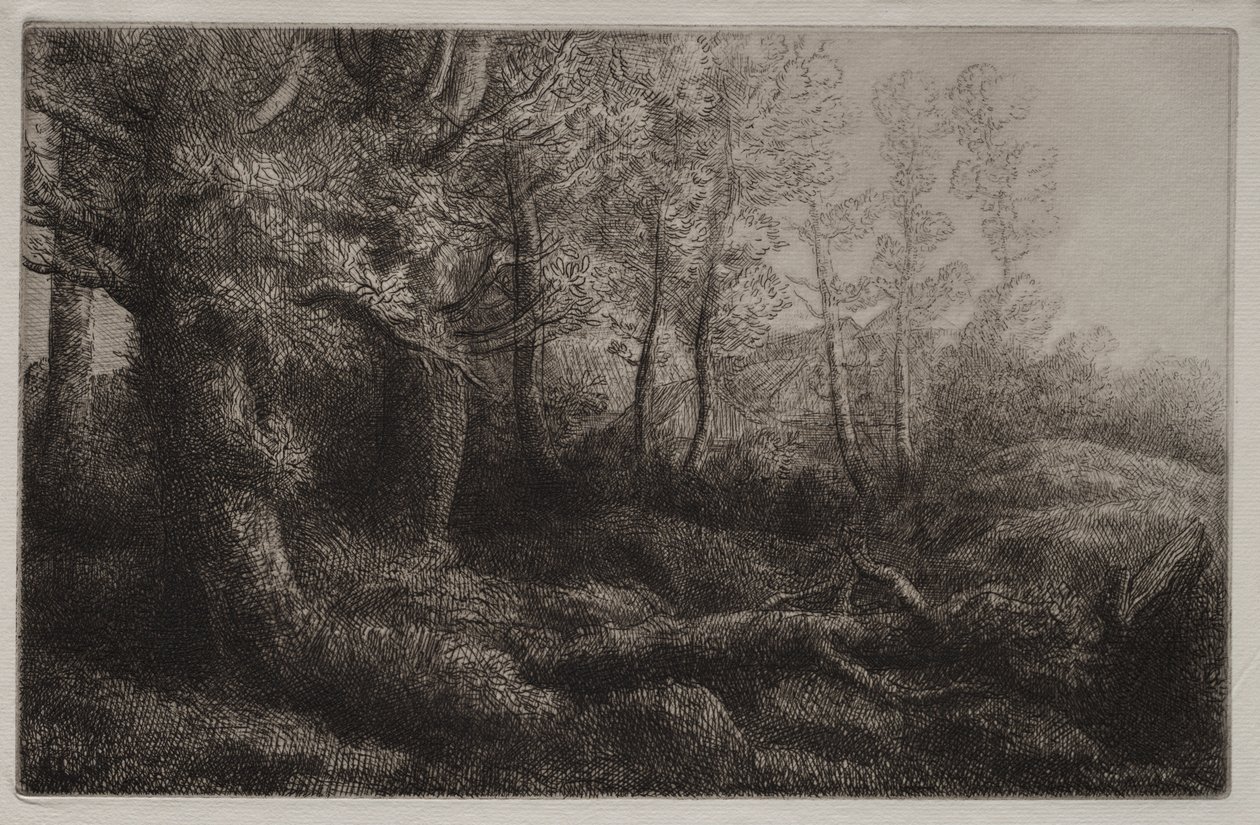 Studio di un bosco da Alphonse Legros