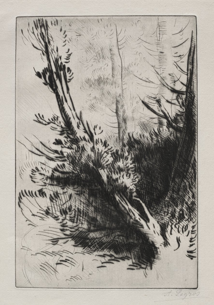 Nel bosco da Alphonse Legros
