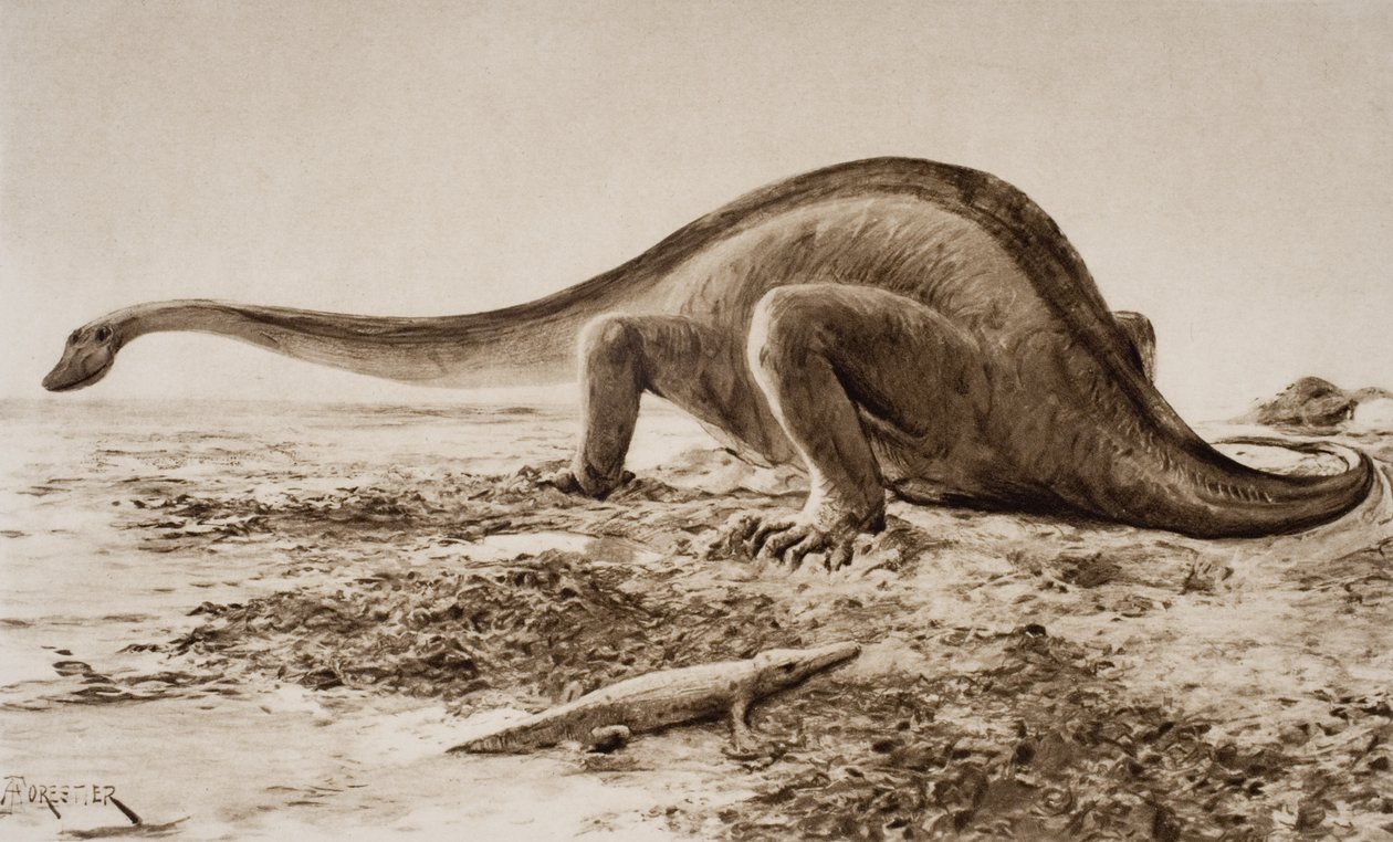 Brachiosauro da Amedee Forestier