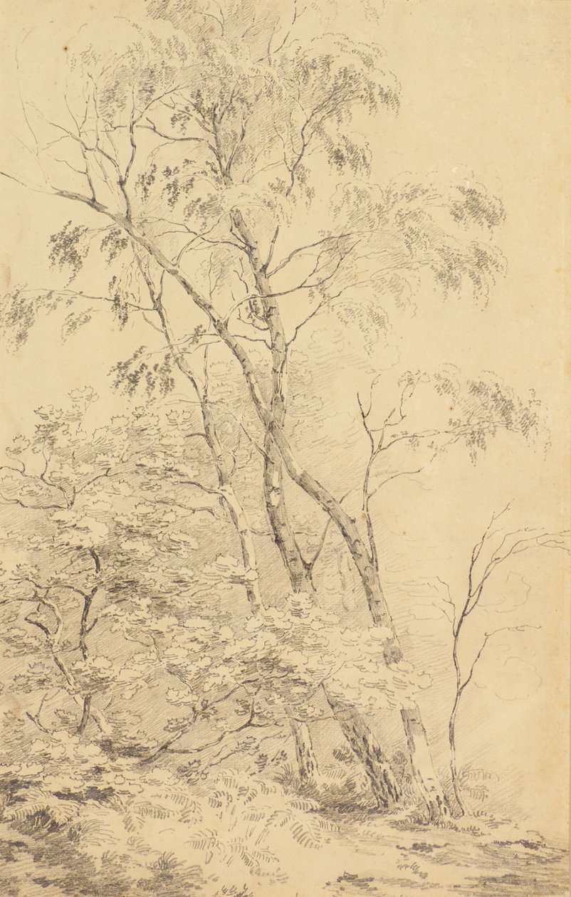 Alberi a Bromley [o Alberi] da Amelia Long