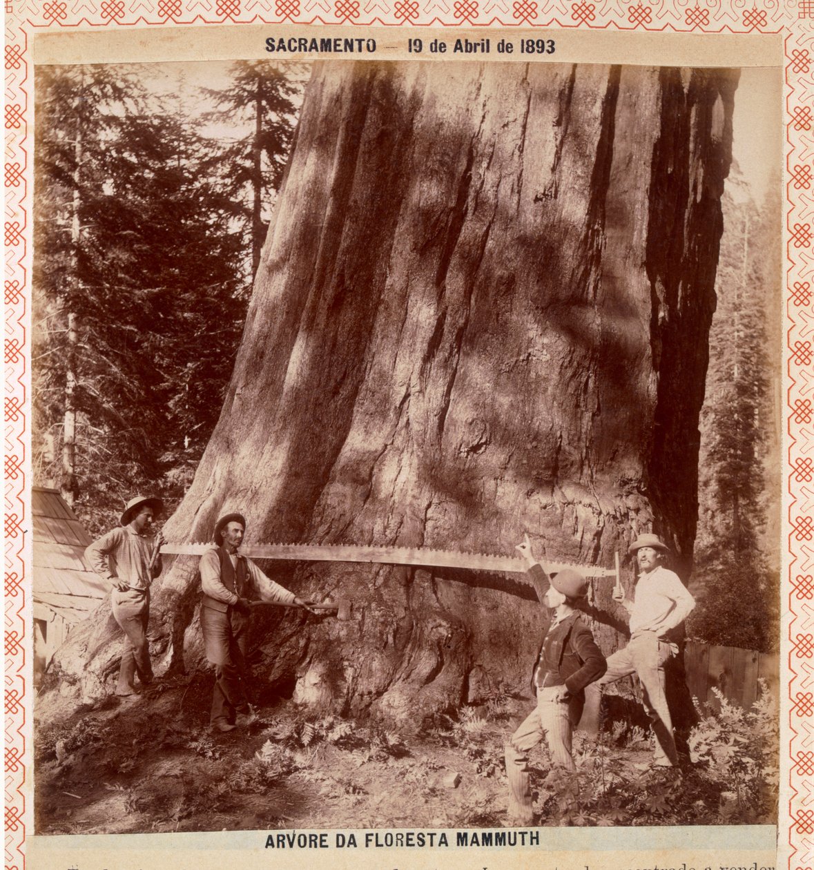 Boscaioli pronti ad abbattere una sequoia gigante con una sega a trascinamento, Sacramento, California, 1893 da American Photographer