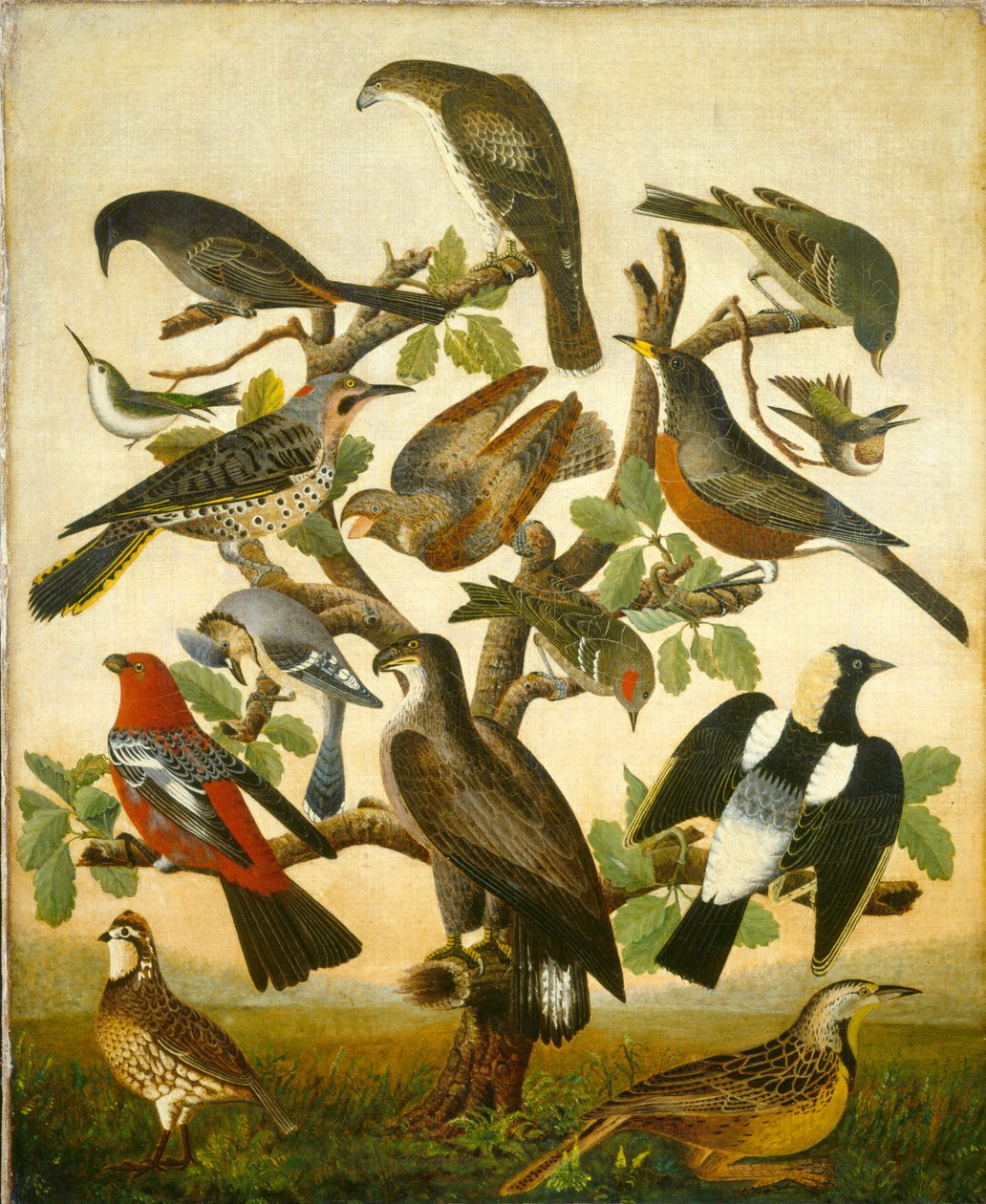 Uccelli da American 19th Century