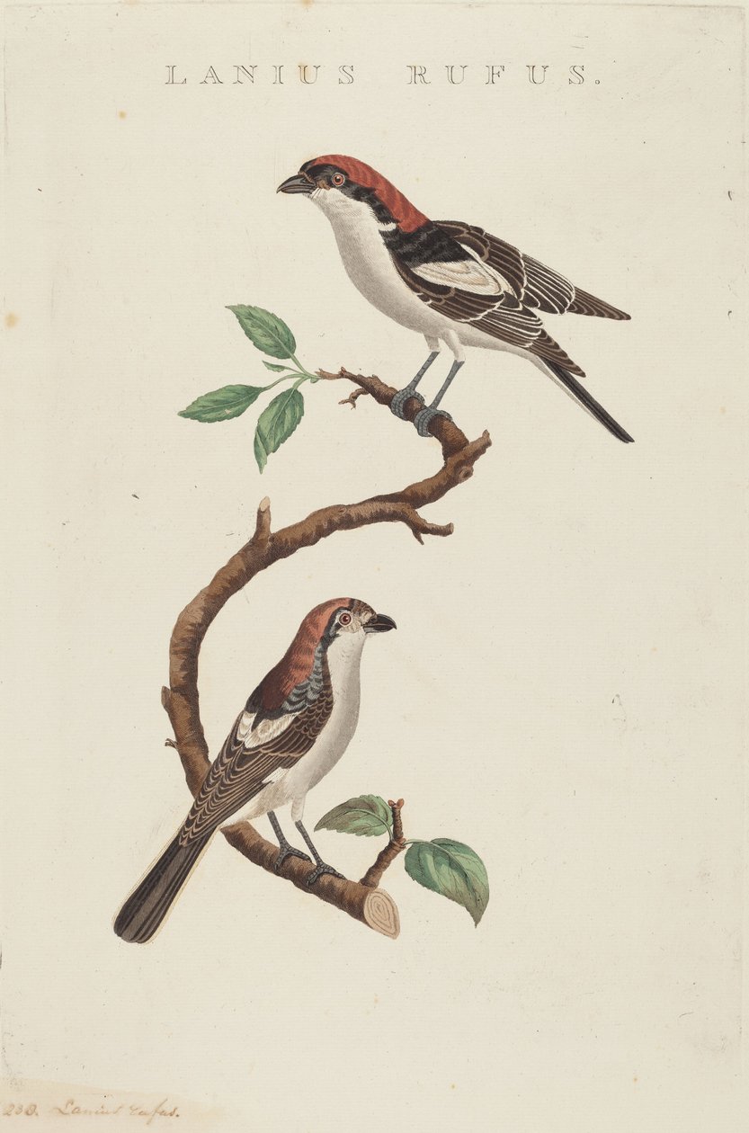 Lanius rufus da American 19th Century