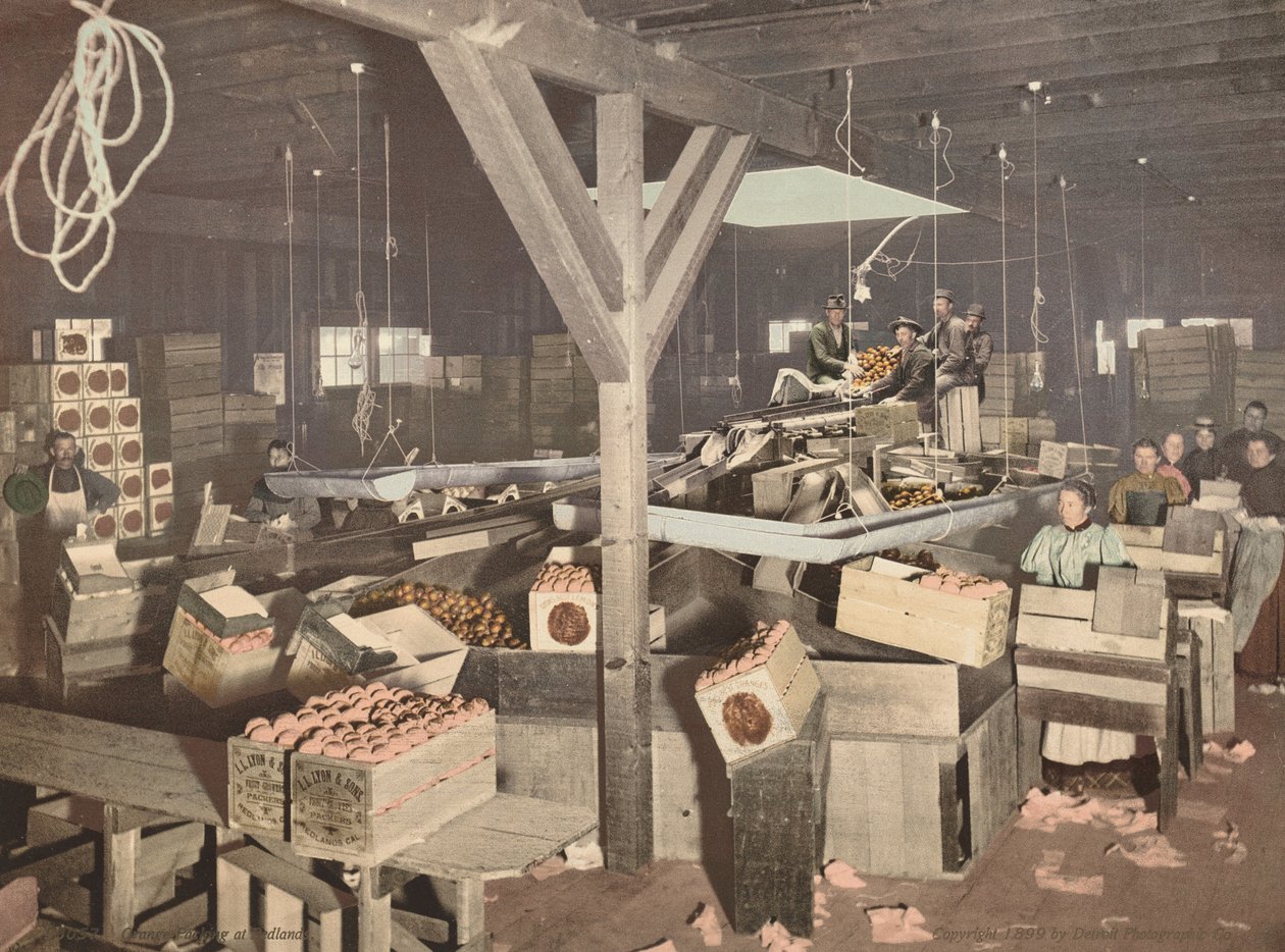 Imballaggio di arance a Redlands, pubblicato nel 1899 (foto) da American Photographer