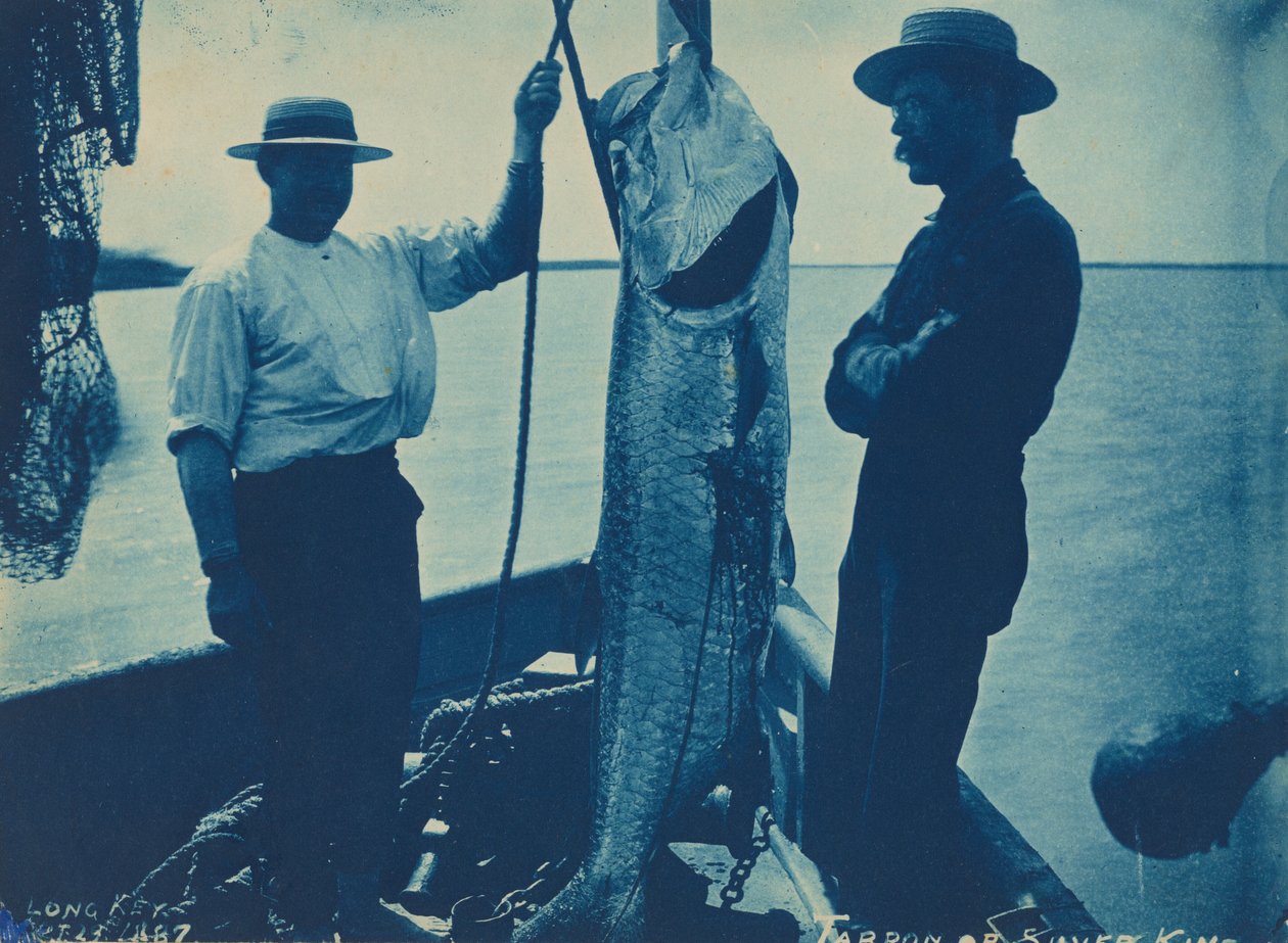 "Tarpon o Re d