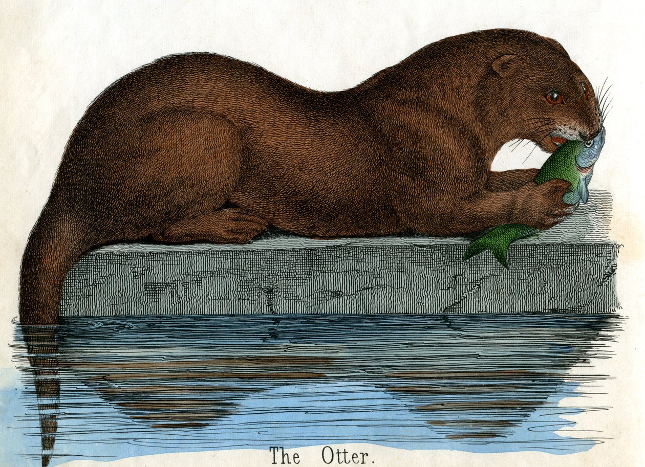 Stampa antica di una lontra da American School