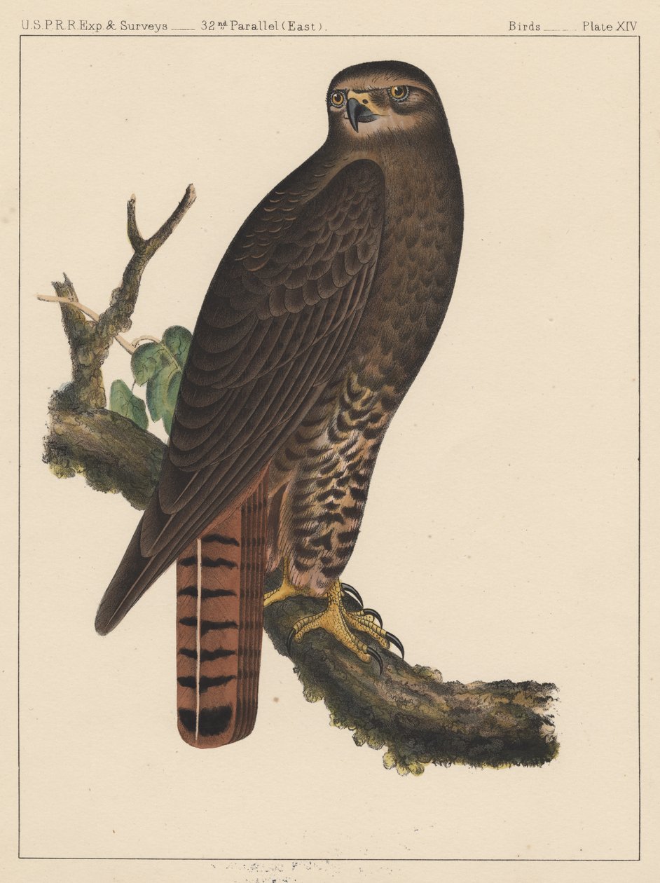 Uccelli, Tavola XIV da American School