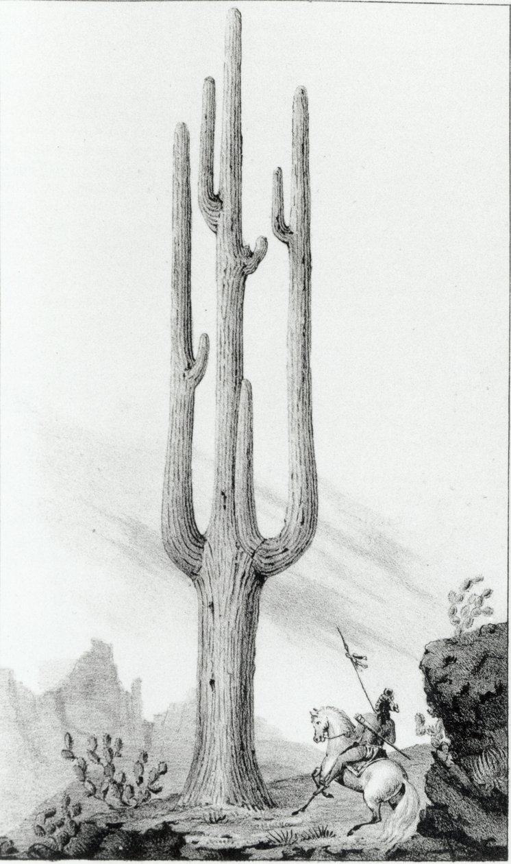 Cereus Giganteus da American School