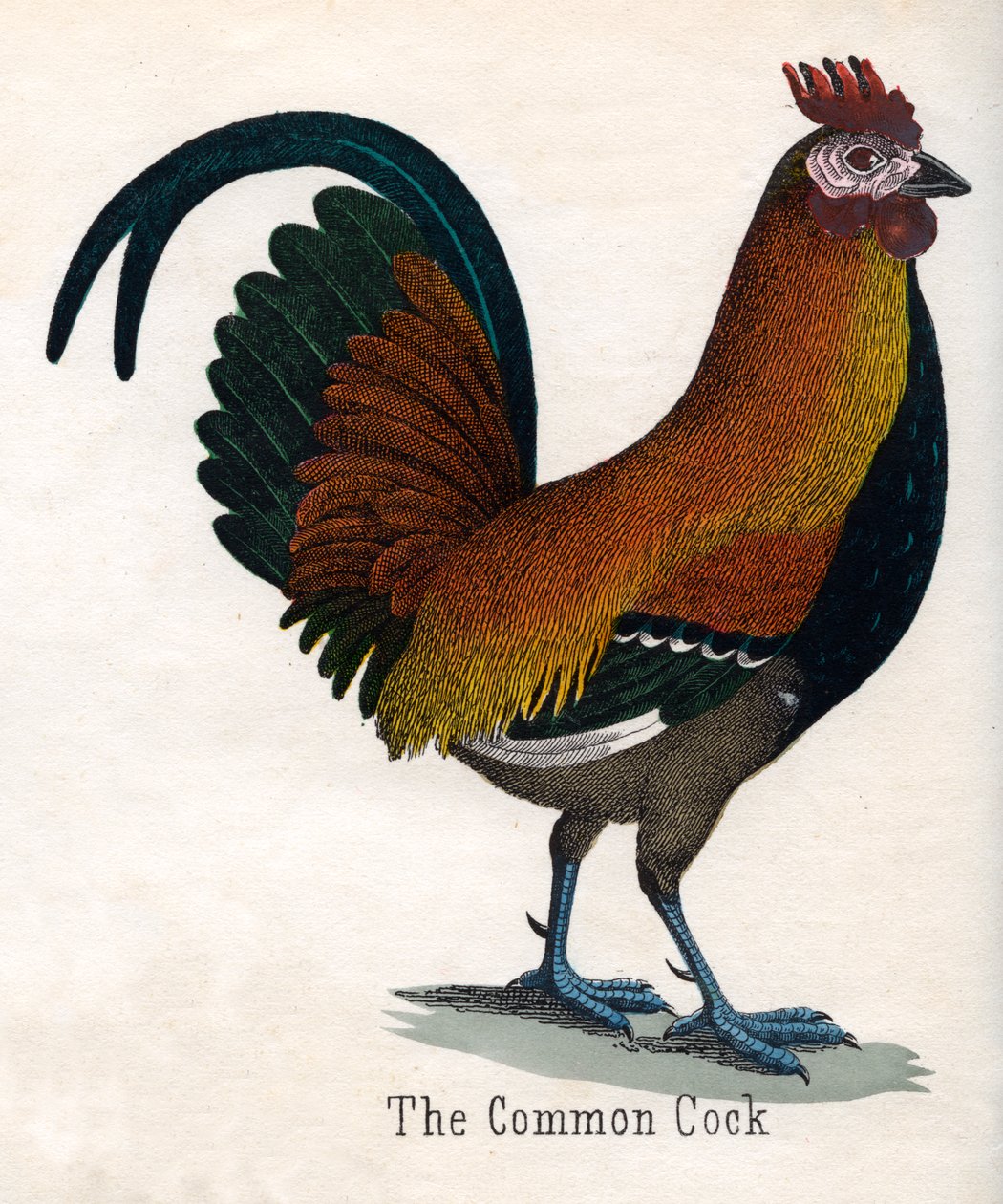 Il gallo comune da American School