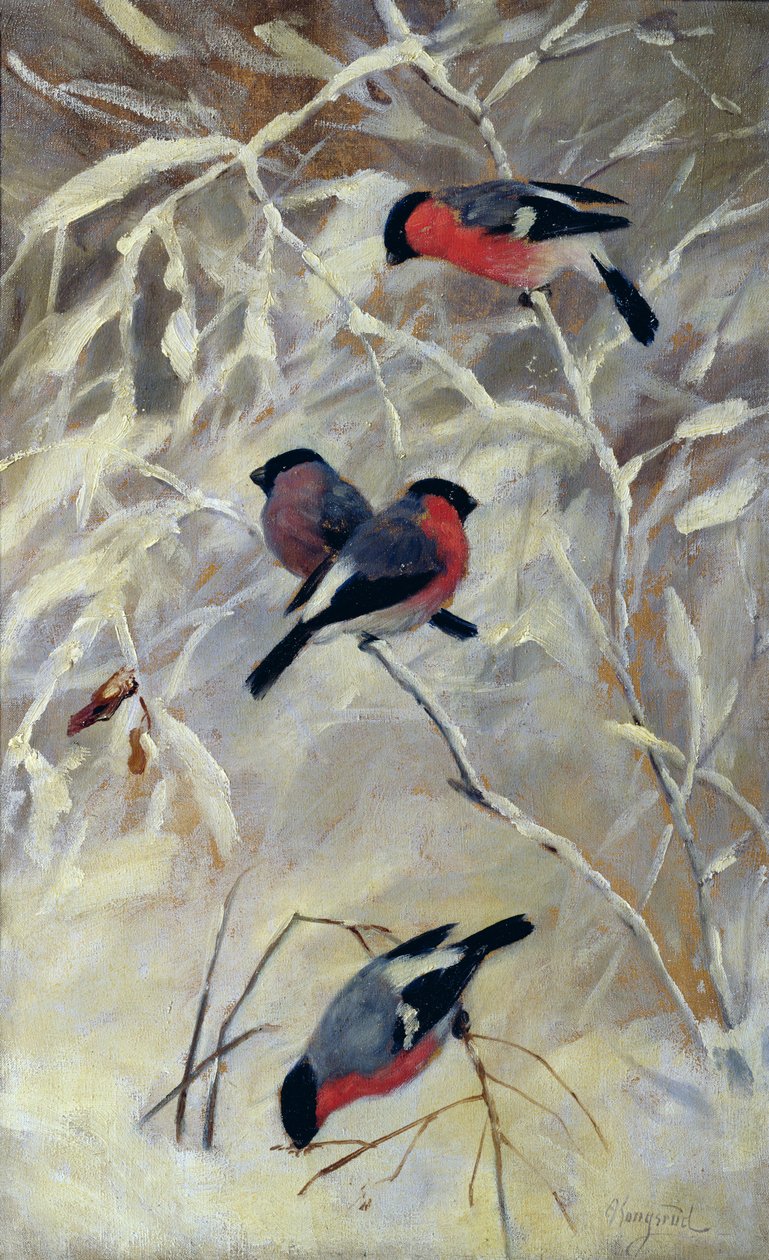 Ciuffolotti da Anders Kongsrud