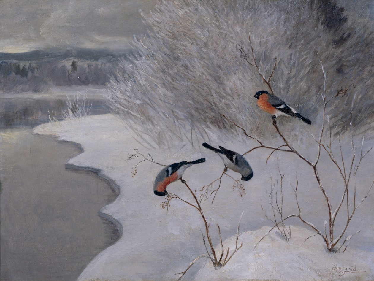 Cinciallegre da Anders Kongsrud