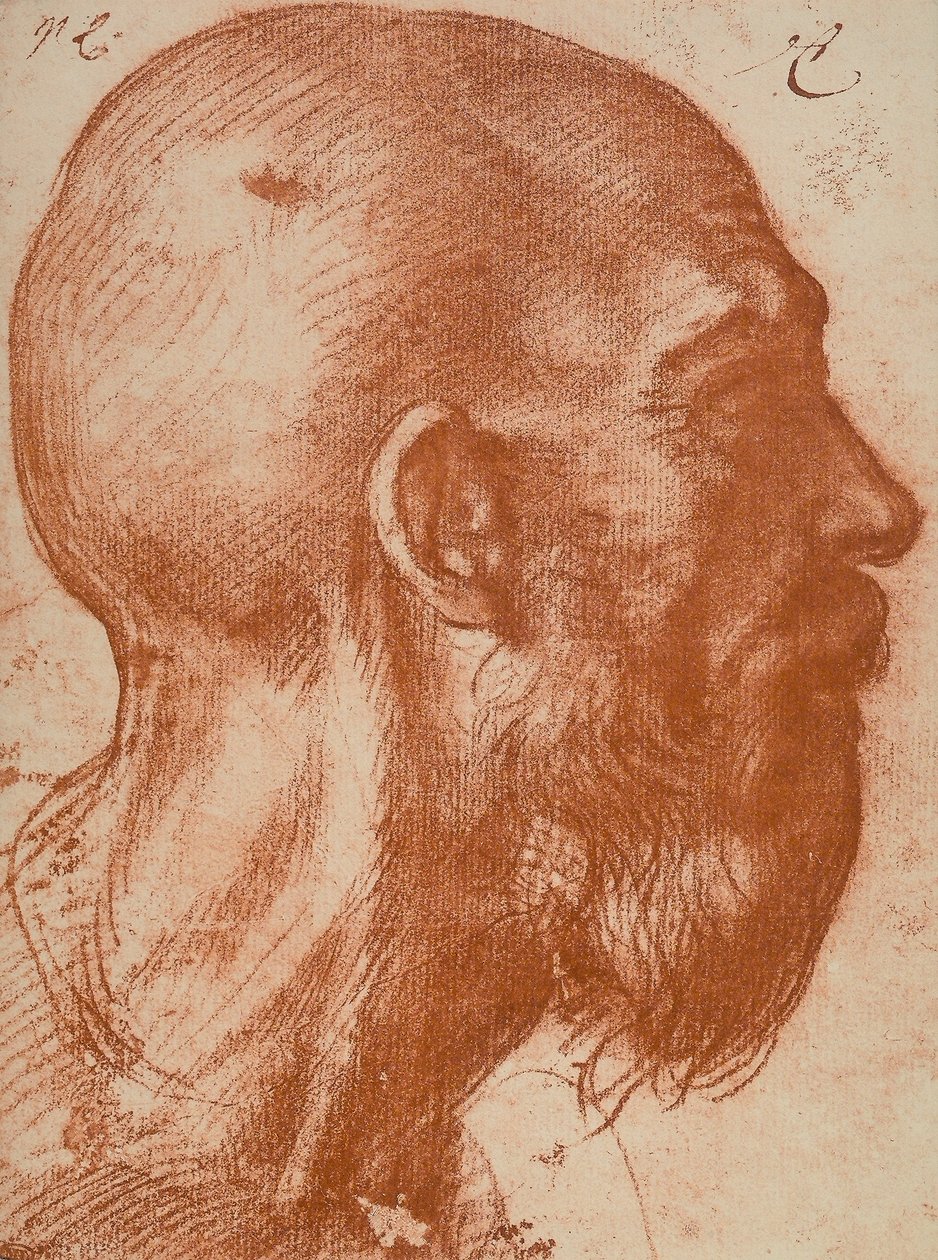 Testa di uomo di profilo da Andrea del Sarto
