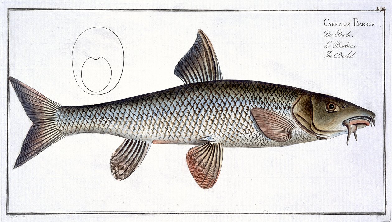 Barbo (Cyprinus Barbus) tavola XVIII da 