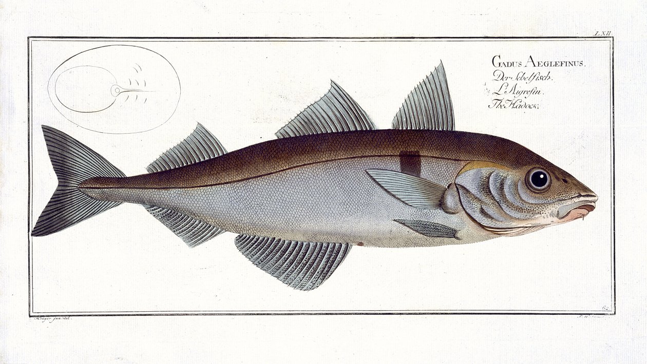 Eglefino (Gadus Aeglefinus) tavola LXII da 