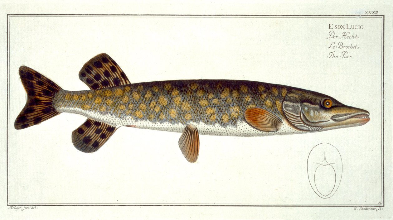 Luccio (Esox Lucio) tavola XXXII da 