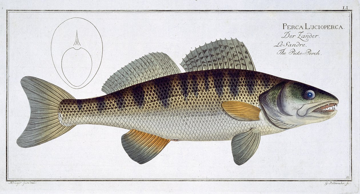 Pike-Perch (Perca lucioperca) tavola LI da 