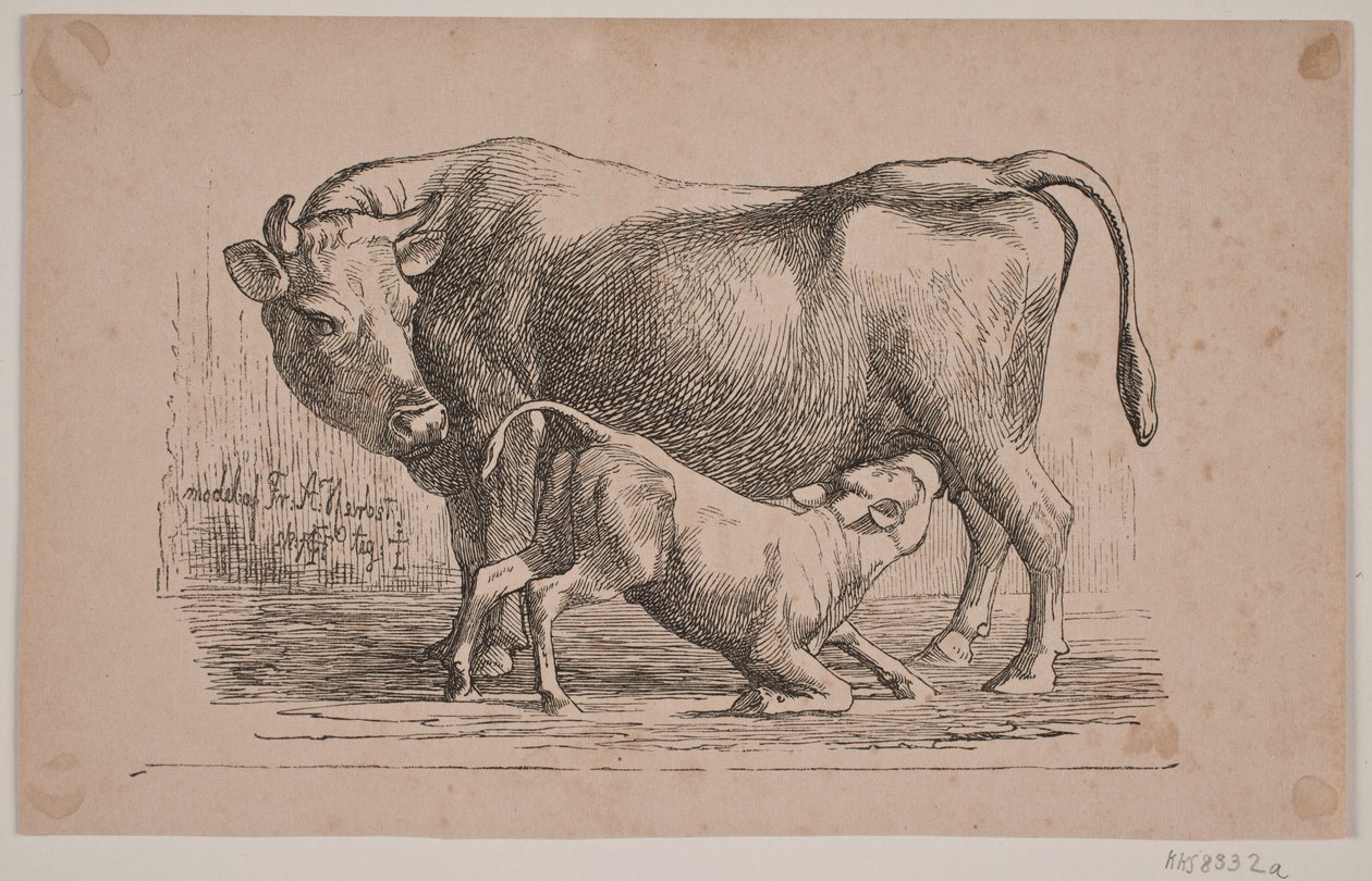 La mucca e il vitello da Andreas Flinch