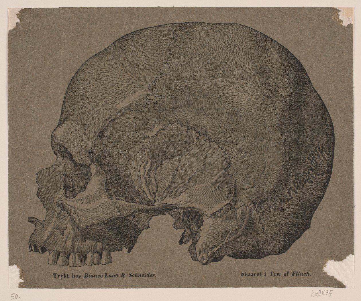 Cranio da Andreas Flinch