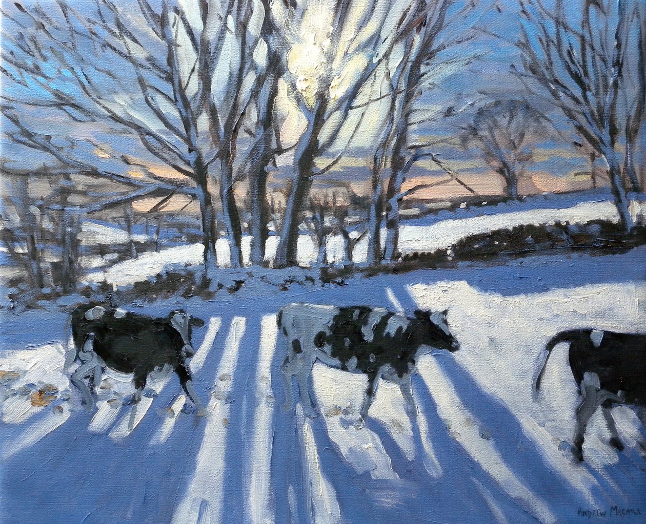 Mucche Frisone, 2009 da Andrew Macara