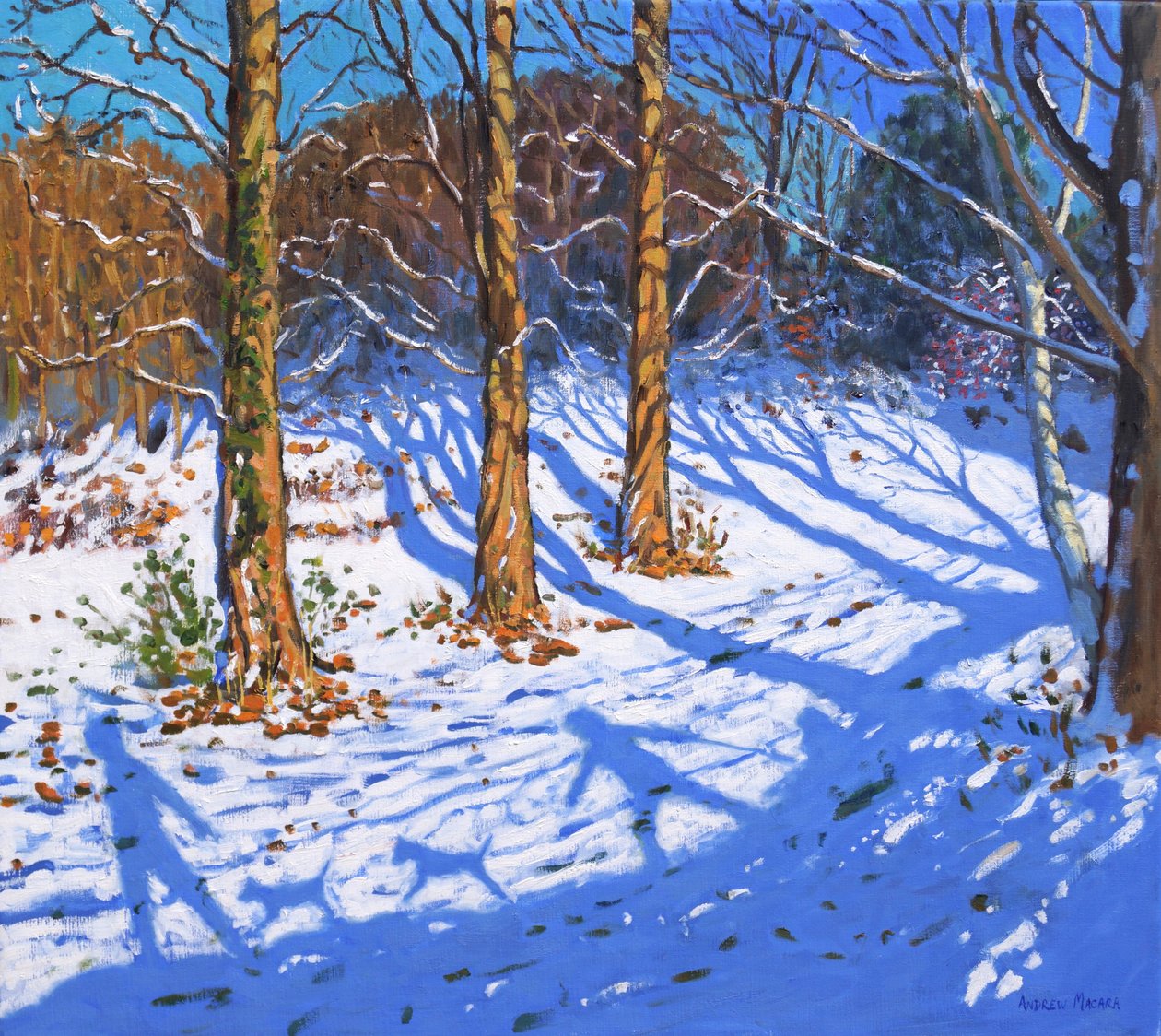 Neve di novembre, Allestree Park, Derby da Andrew Macara