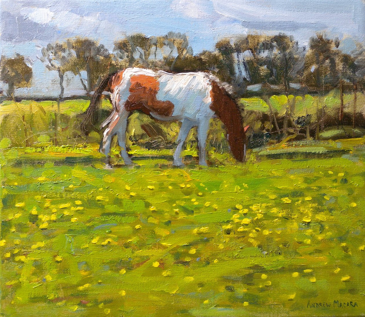 Cavallo Pezzato, 2010 da Andrew Macara