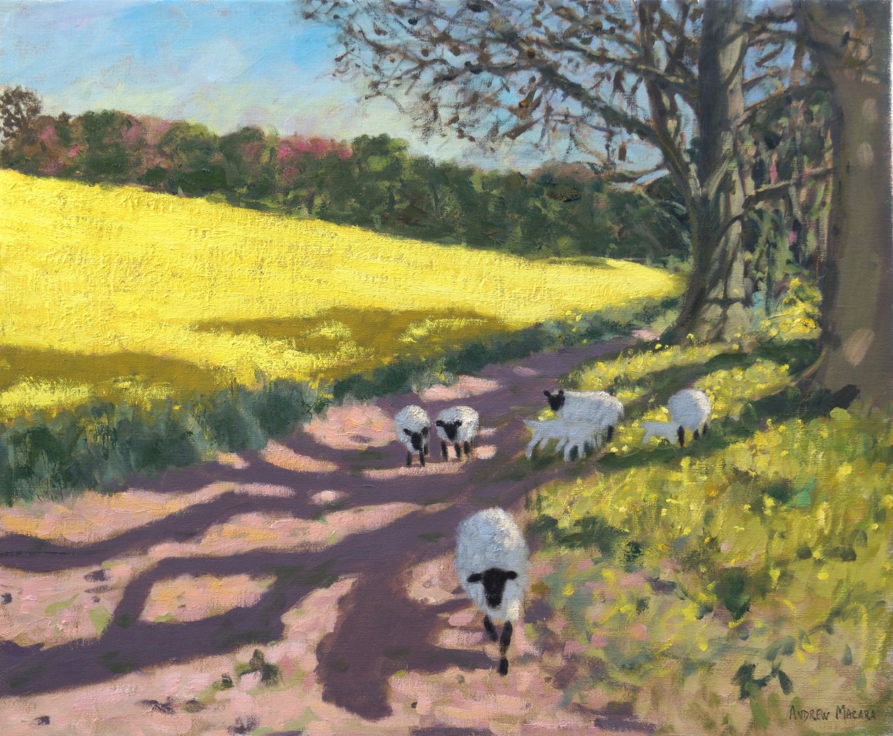 Pecore e campo giallo, 2017 da Andrew Macara