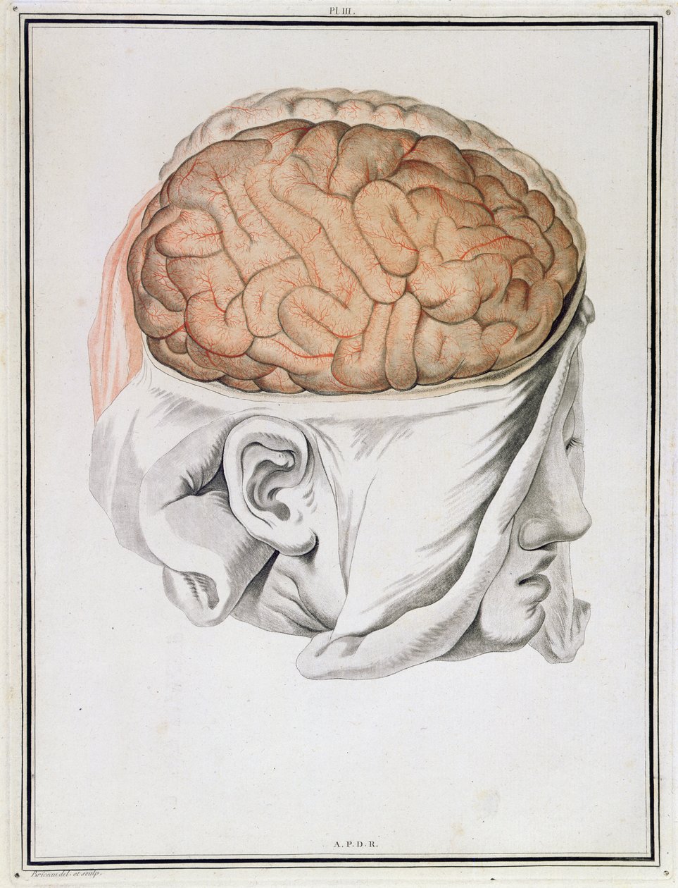 Il cervello, da 